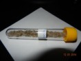 Paulownia Kirl - semena 200 ks